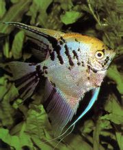 Pesce angelo
