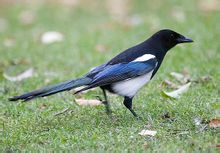 Magpies carne