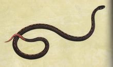 Kunming piccolo serpente testa