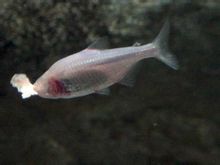 Pesce cieco