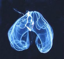 Bioluminescenza