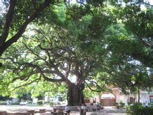 Ficus