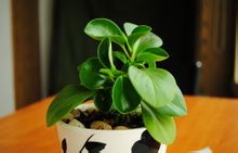 Peperomia