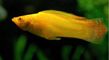 Morrison pesce