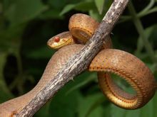 Scale serpente bordo smussato