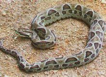 Placche carotidee serpente
