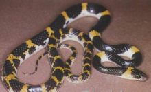 Dopo Laos bordo serpente