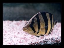 Thai Tiger