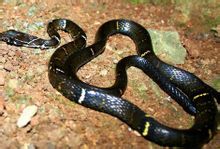 Corea noctua rufozonatum