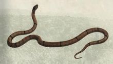 Ling testa di serpente maculato