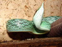 Becco serpente