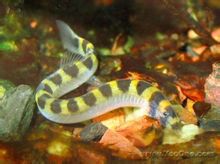Larve di serpente