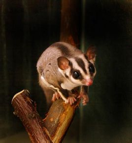 Toporagni