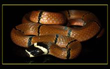 Li-wen serpente