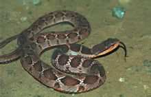 Bordo del collo del serpente