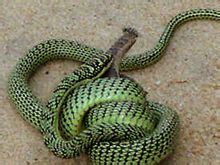 D'oro del serpente